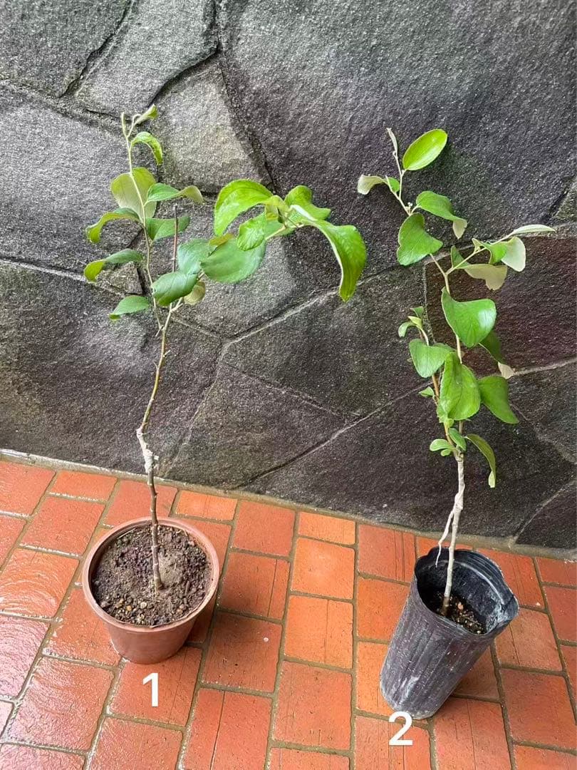 在庫処分　愛車の家&Smile Golfページ