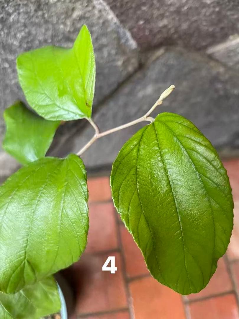 在庫処分　愛車の家&Smile Golfページ