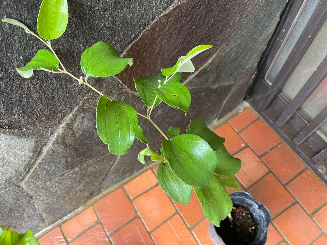 在庫処分　愛車の家&Smile Golfページ