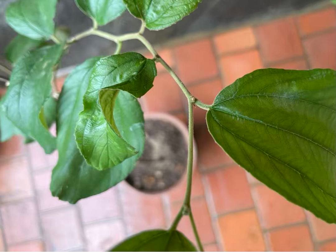 在庫処分　愛車の家&Smile Golfページ