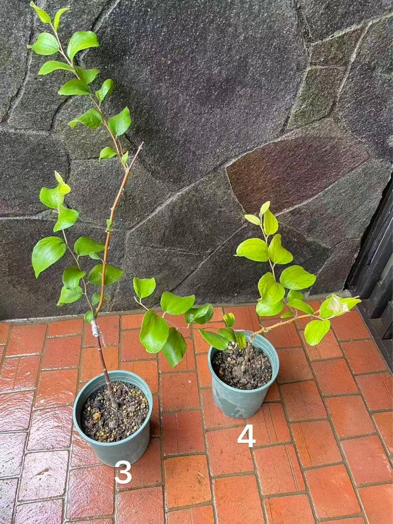 在庫処分　愛車の家&Smile Golfページ