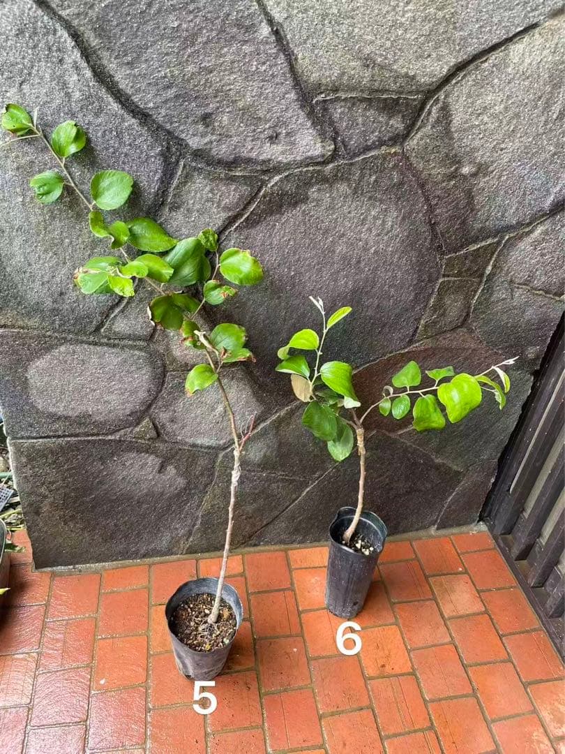 在庫処分　愛車の家&Smile Golfページ