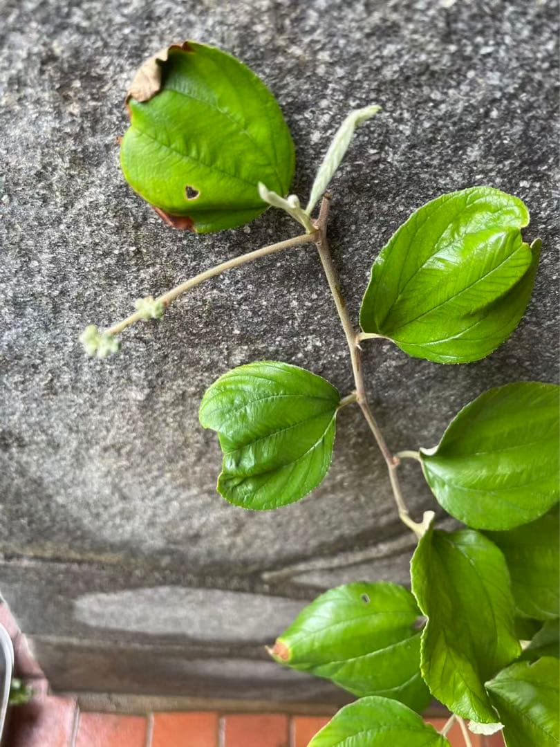 在庫処分　愛車の家&Smile Golfページ