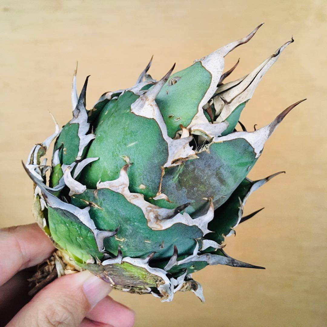 黒帝斬 恐竜牙歯 アッシュベールフレイム ボールTC株 アガベ チタノタ ハデス