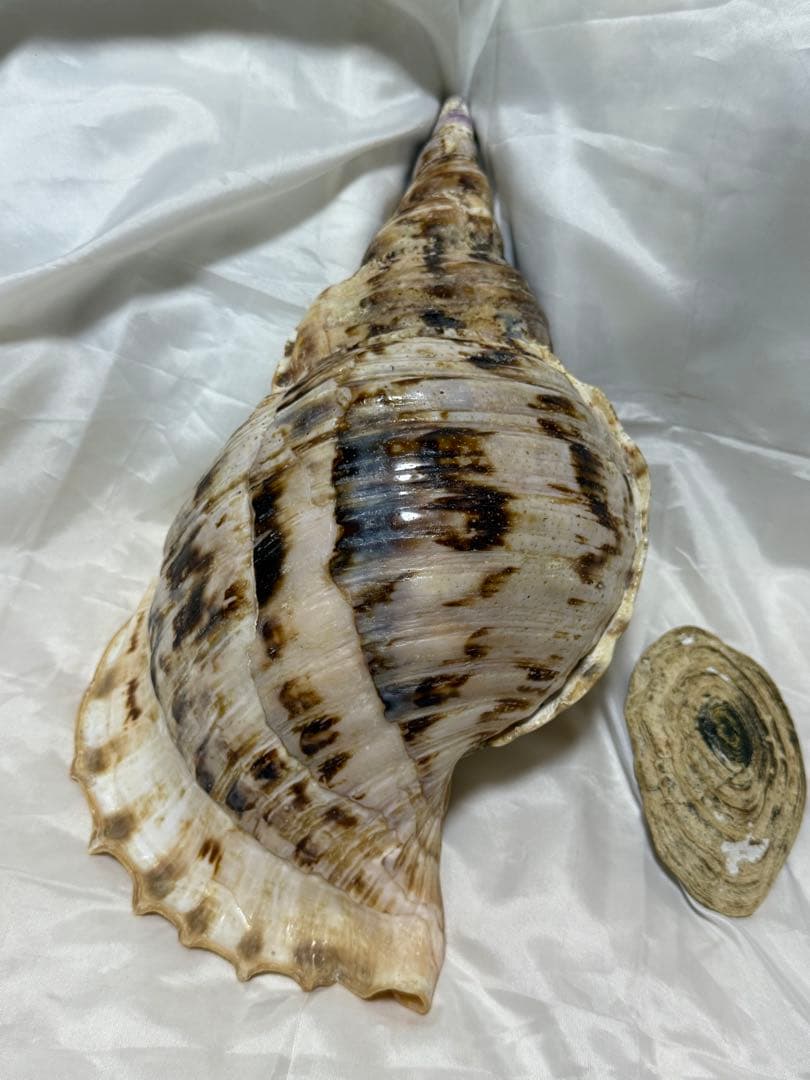 貝殻(沖の青い海の宝)ホラ貝蓋付