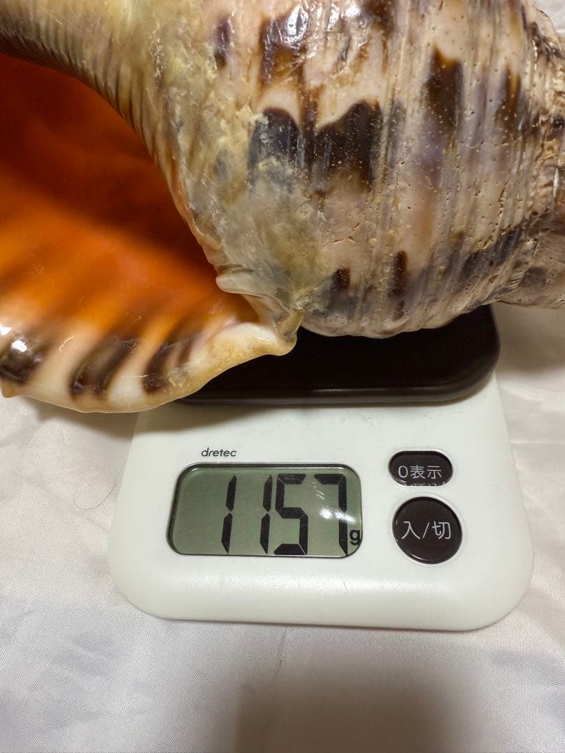 貝殻(沖の青い海の宝)ホラ貝蓋付