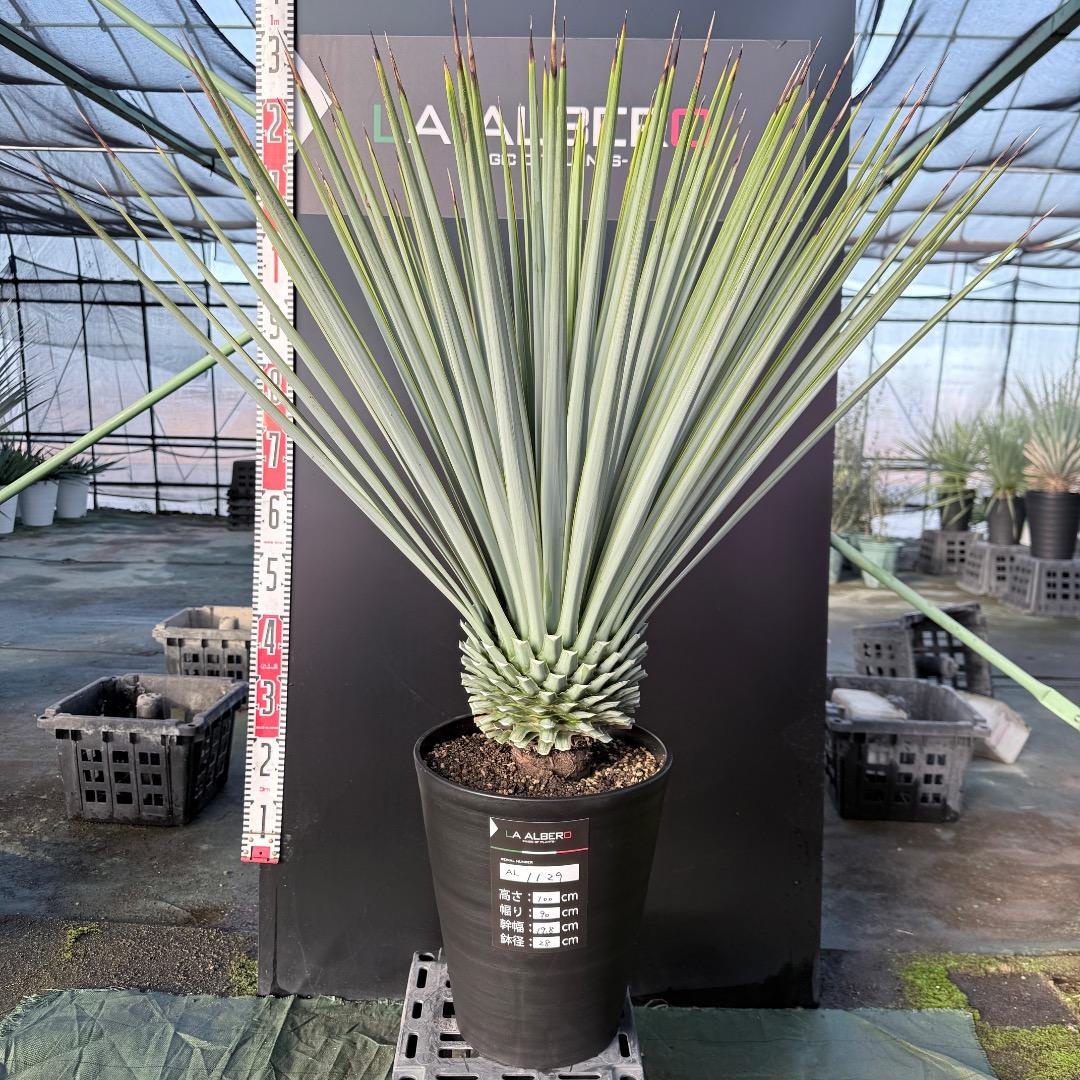 【AL1129】ユッカ　リギダ