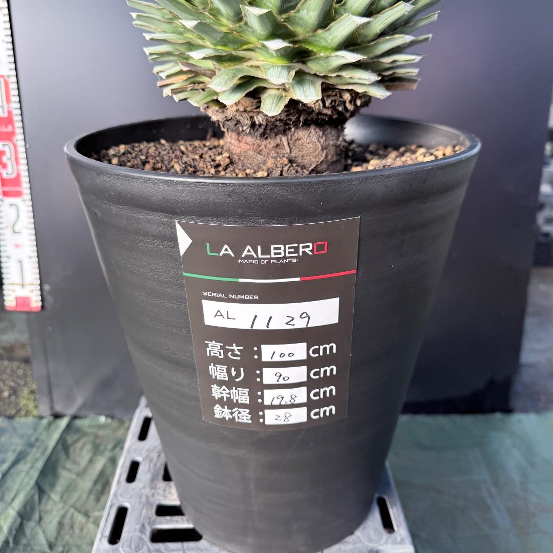 【AL1129】ユッカ　リギダ