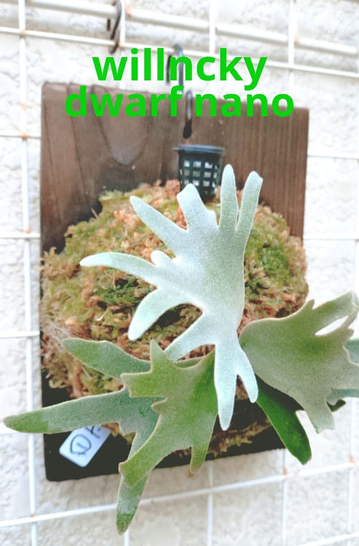 ビカクシダ P.willncky dwarf 'nano' spore