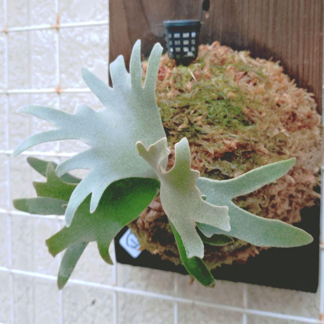 ビカクシダ P.willncky dwarf 'nano' spore