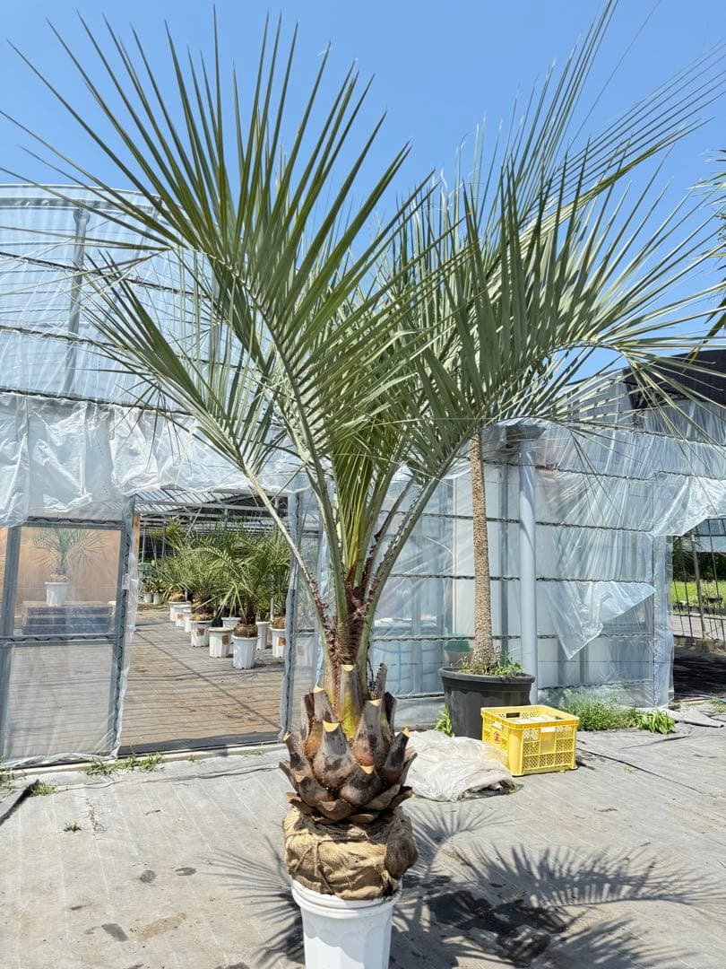 ココスヤシシルバーリーフ 【極太】葉先210cm 幹回り110cm 幹高50cm