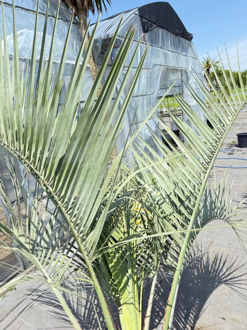 ココスヤシシルバーリーフ 【極太】葉先210cm 幹回り110cm 幹高50cm