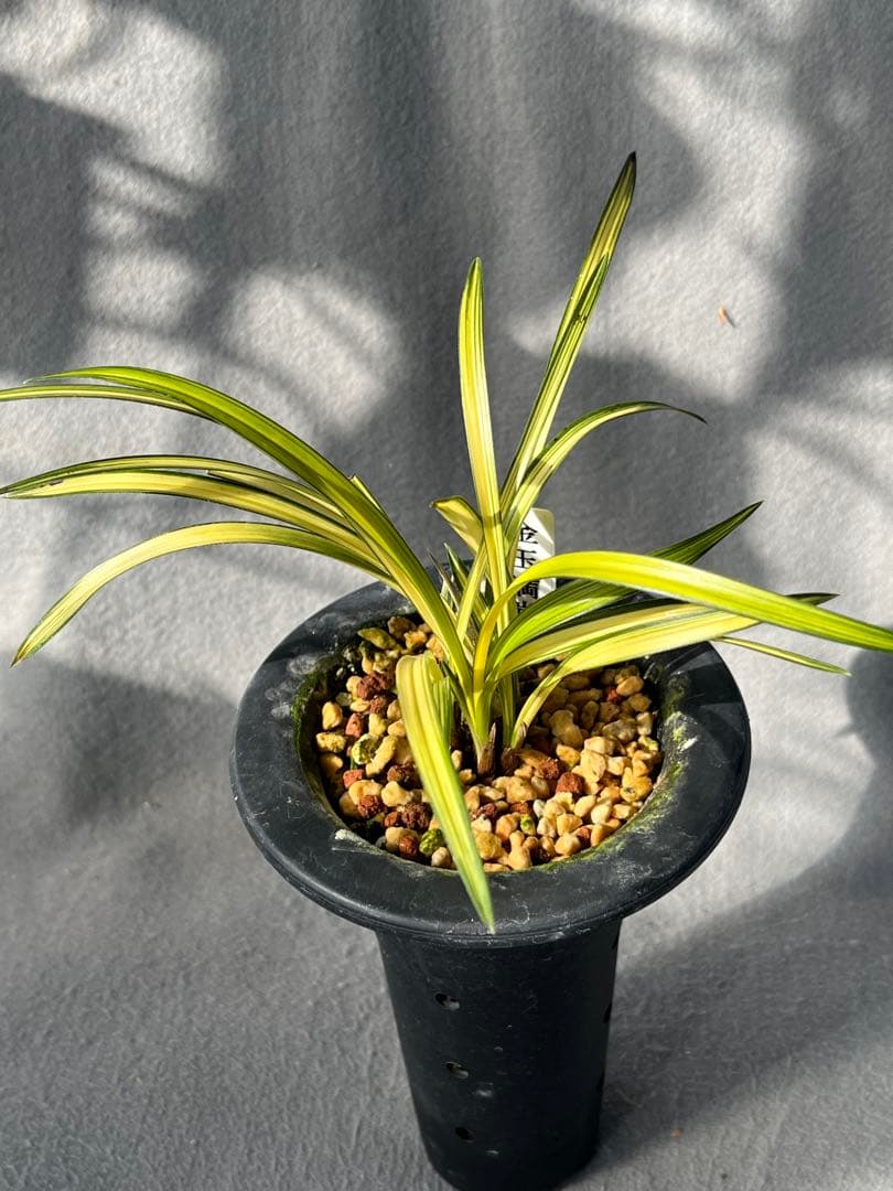 韓国春蘭　『金玉満堂』6本立　日本春蘭　中国蘭　東洋蘭　山野草　多肉植物　盆栽