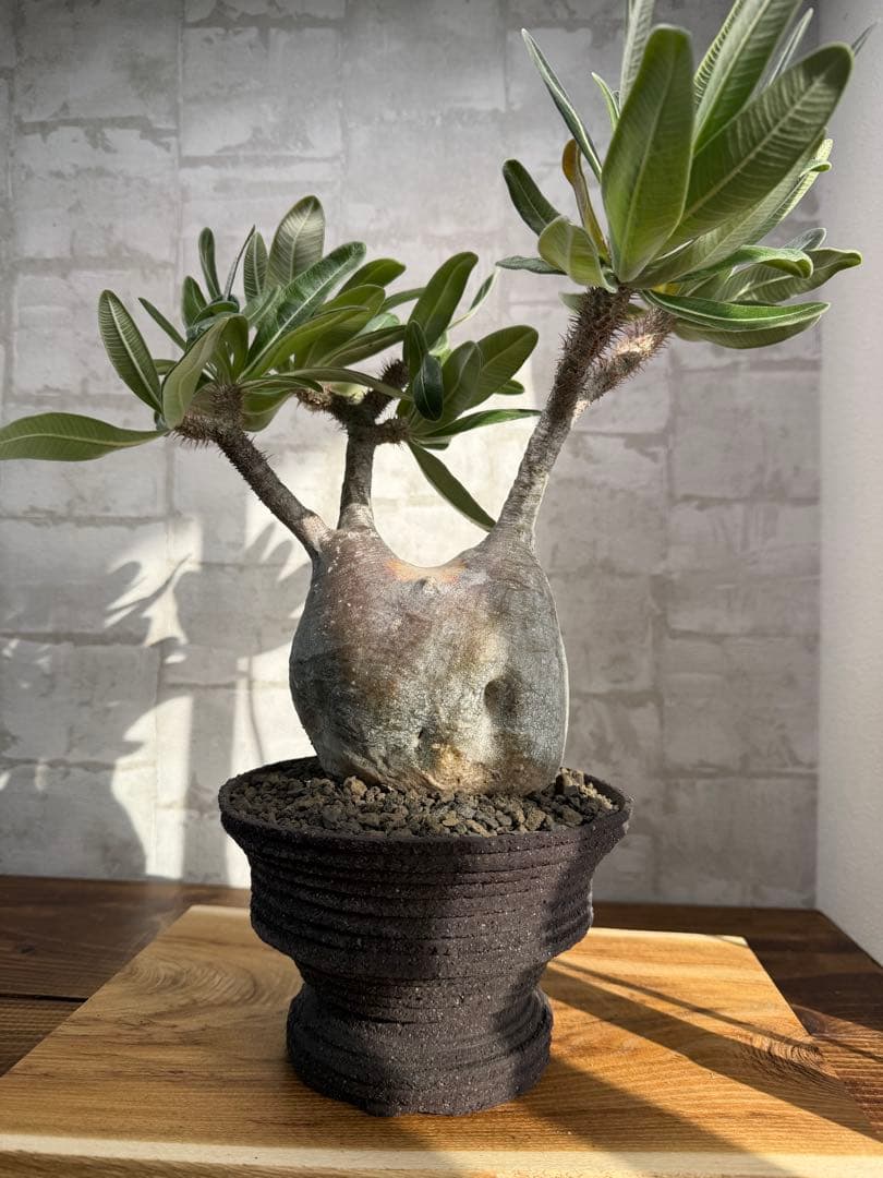 パキポディウム　グラキリス　現地球　発根済み