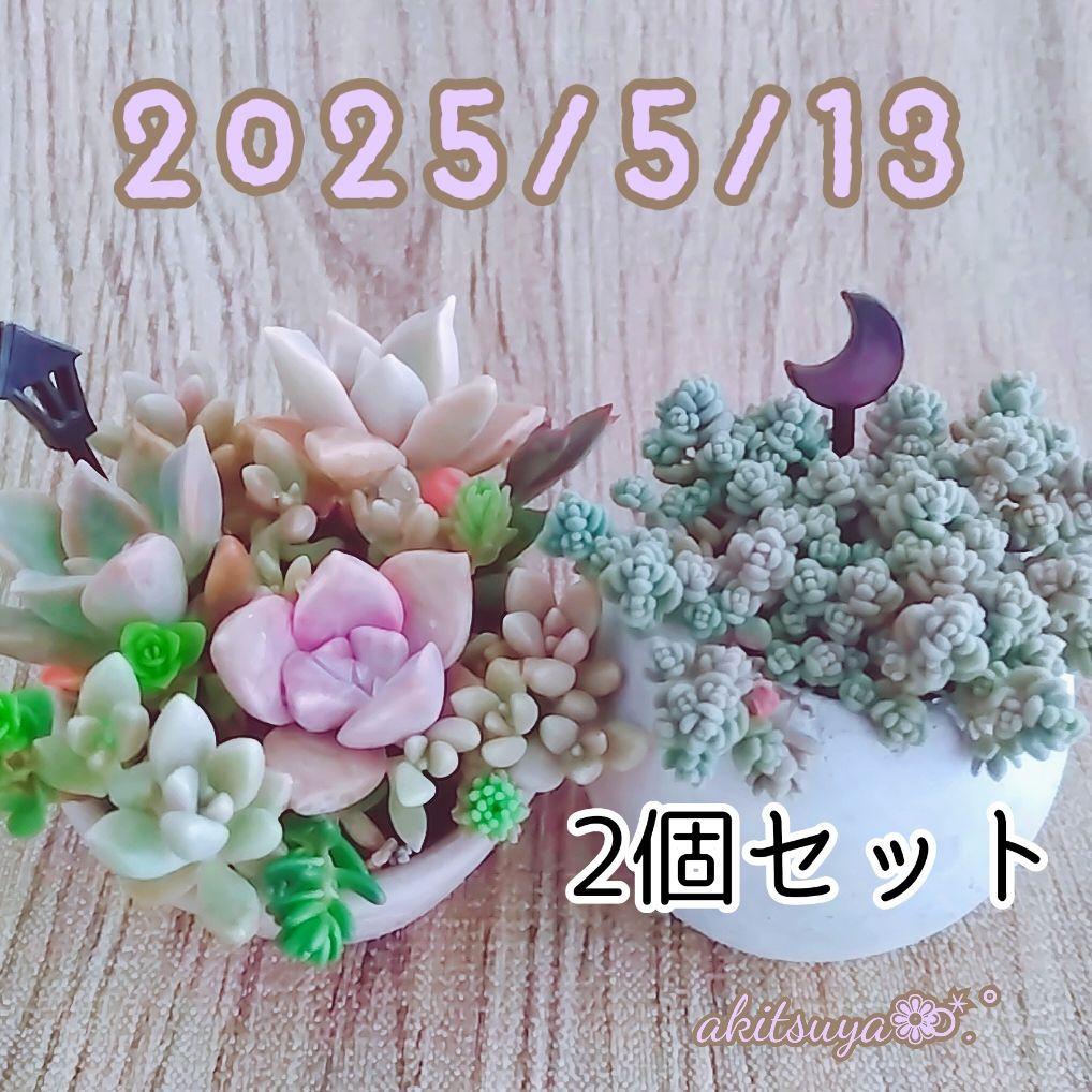 調整中 多肉植物 2個セット ちまちま 寄せ植え 抜き苗 パープルヘイズ ❤