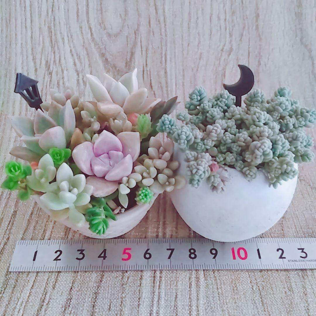 調整中 多肉植物 2個セット ちまちま 寄せ植え 抜き苗 パープルヘイズ ❤