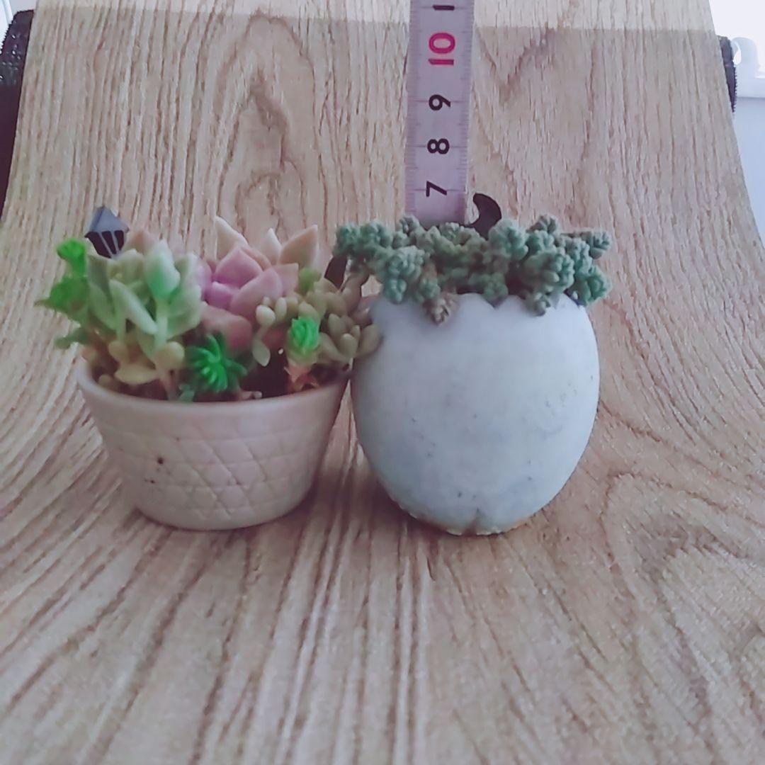 調整中 多肉植物 2個セット ちまちま 寄せ植え 抜き苗 パープルヘイズ ❤