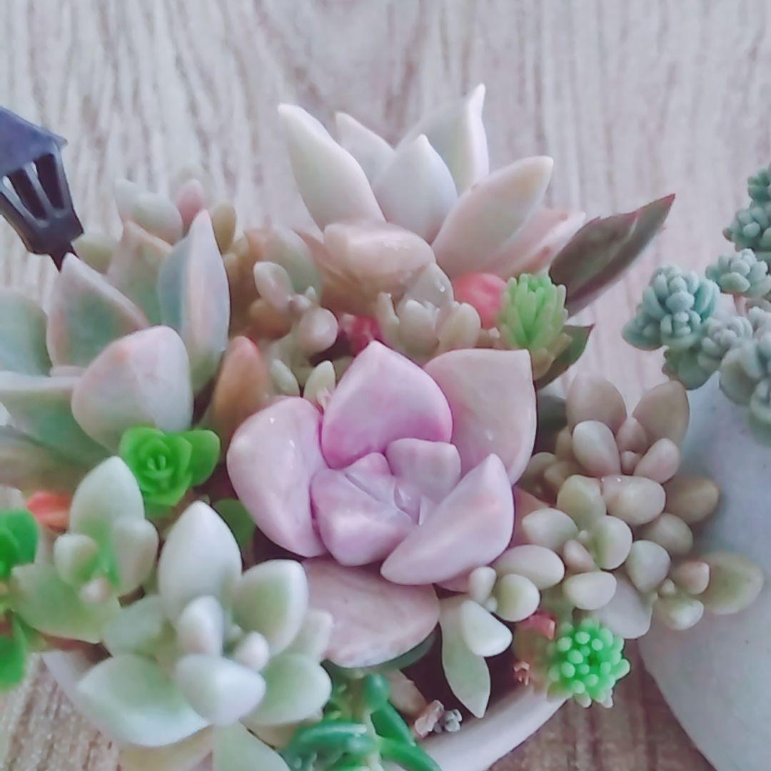 調整中 多肉植物 2個セット ちまちま 寄せ植え 抜き苗 パープルヘイズ ❤