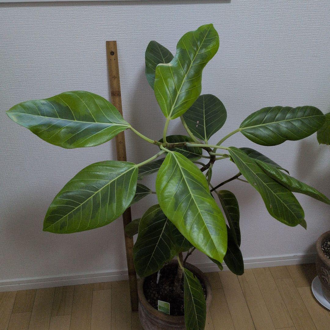 人気の観葉植物/フィカス ・アルデシマ８号鉢現品をお届け！