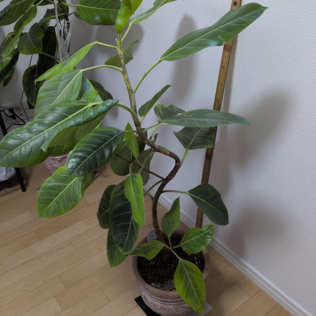 人気の観葉植物/フィカス ・アルデシマ８号鉢現品をお届け！