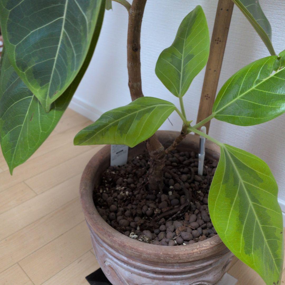 人気の観葉植物/フィカス ・アルデシマ８号鉢現品をお届け！