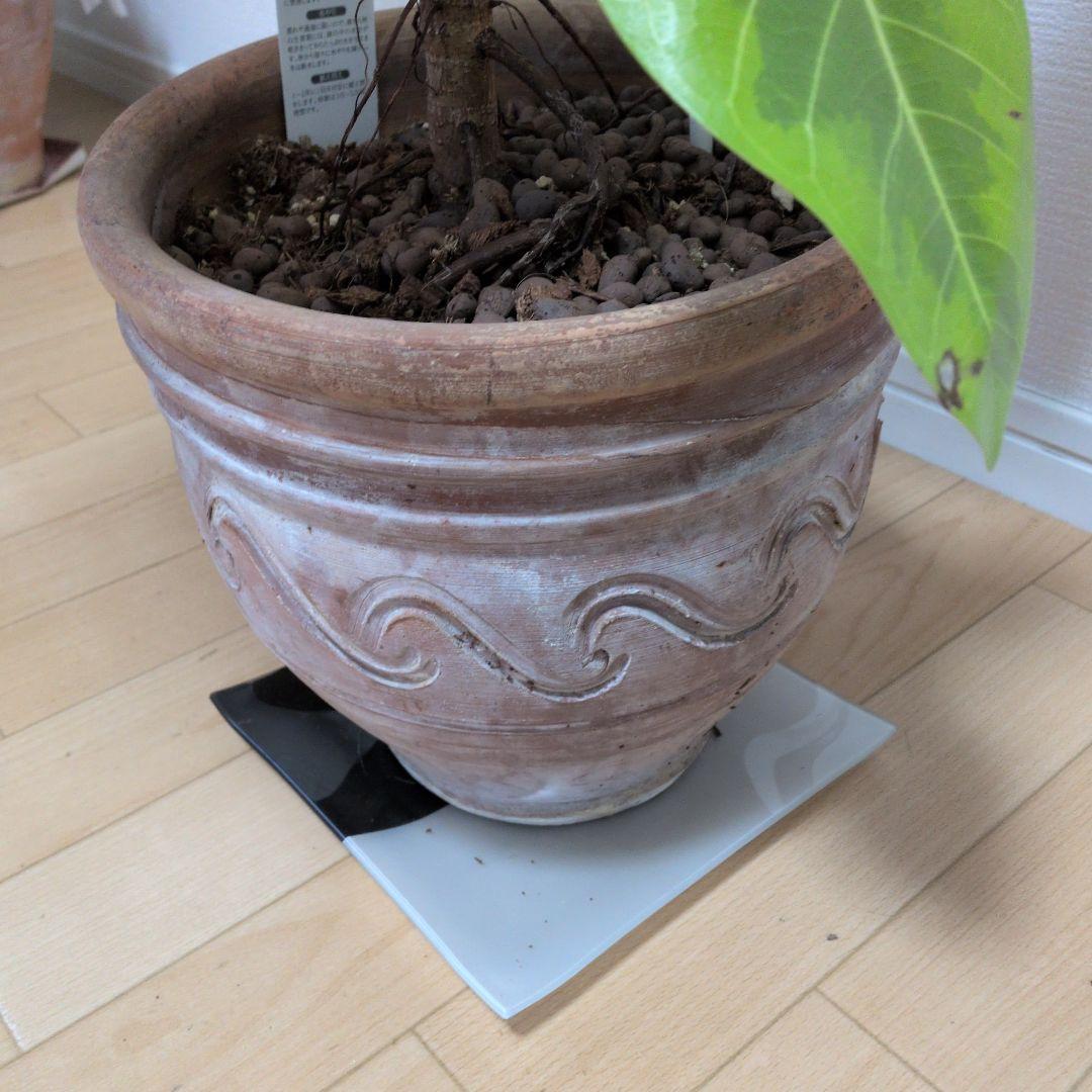 人気の観葉植物/フィカス ・アルデシマ８号鉢現品をお届け！