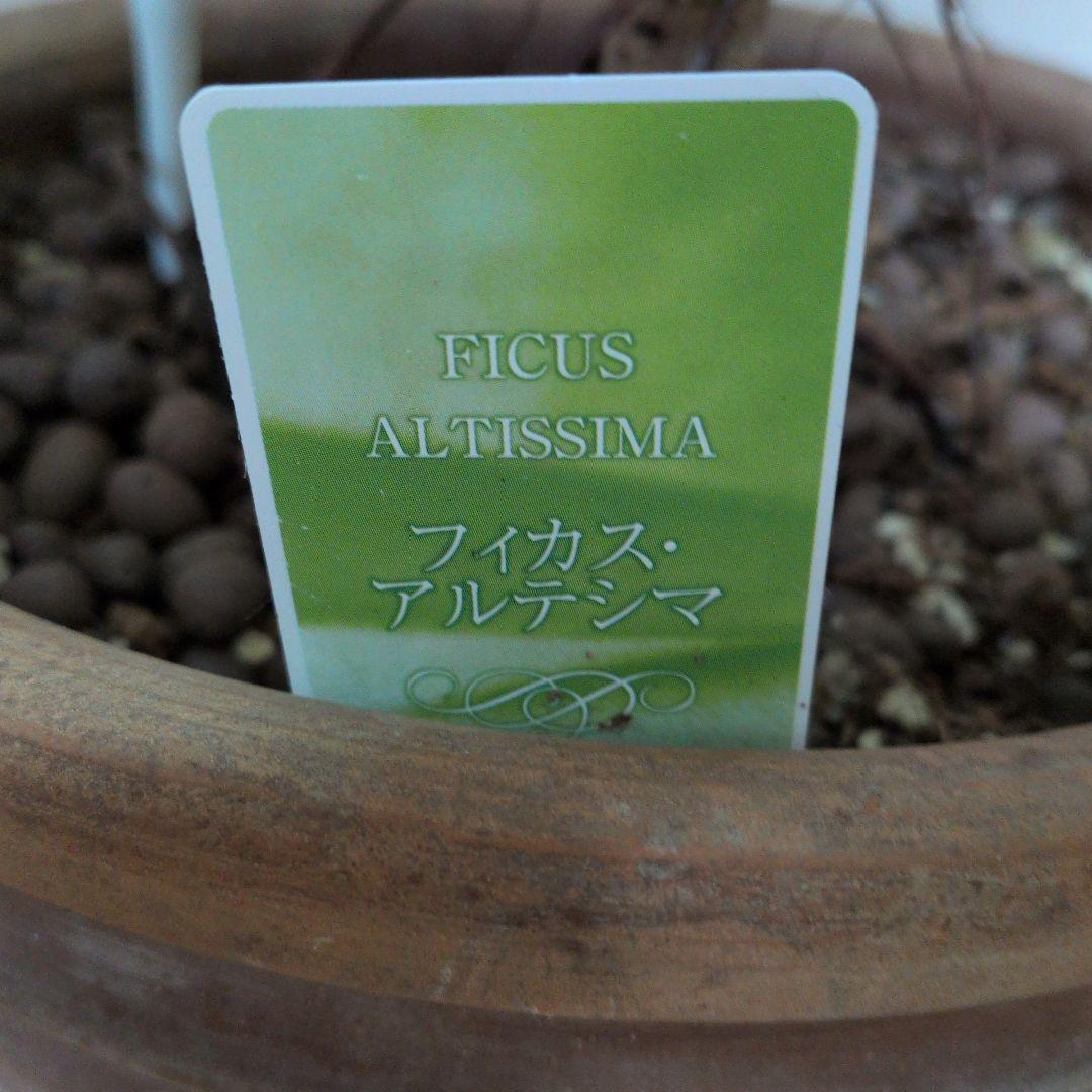 人気の観葉植物/フィカス ・アルデシマ８号鉢現品をお届け！