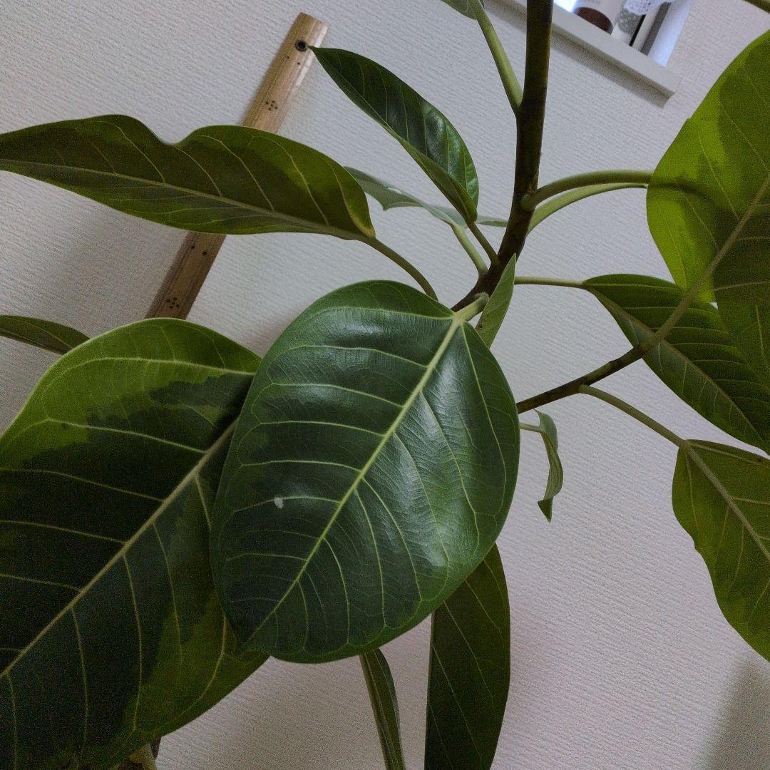 人気の観葉植物/フィカス ・アルデシマ８号鉢現品をお届け！