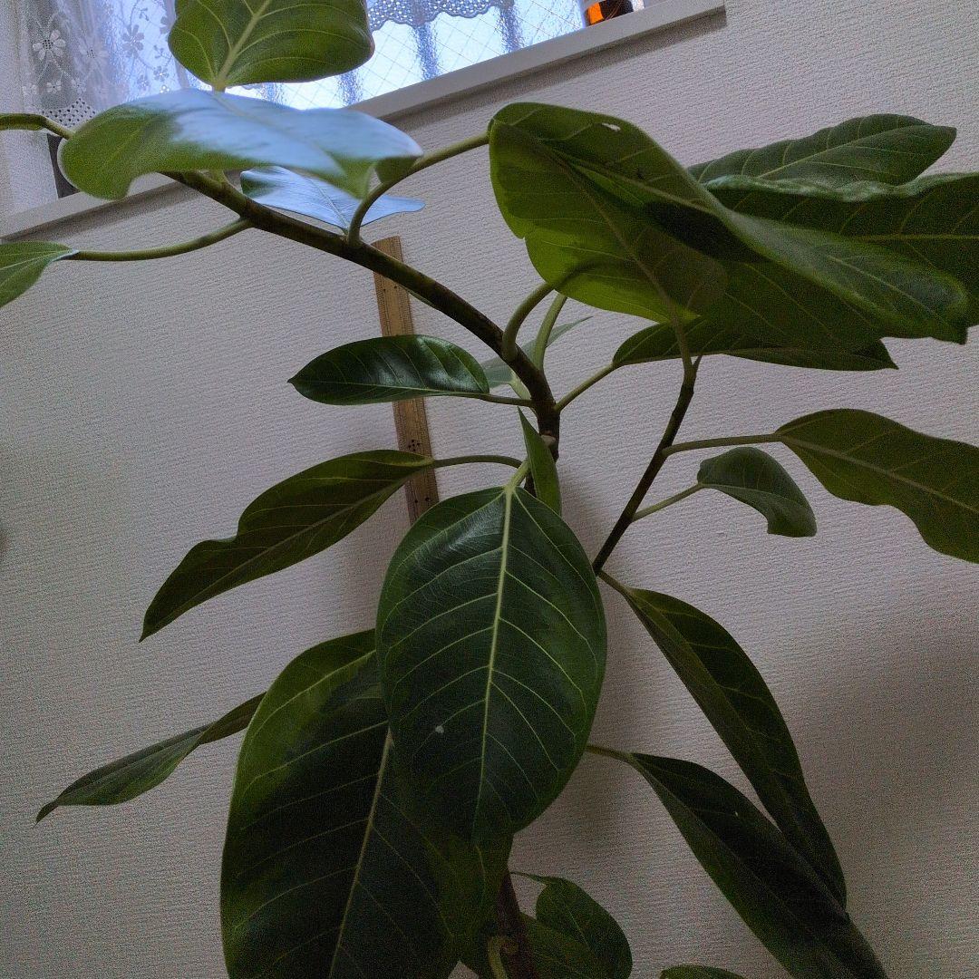 人気の観葉植物/フィカス ・アルデシマ８号鉢現品をお届け！