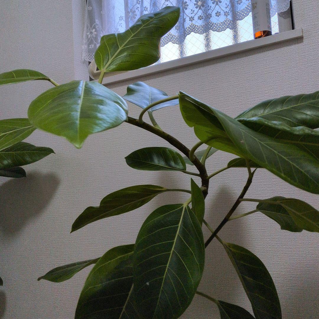 人気の観葉植物/フィカス ・アルデシマ８号鉢現品をお届け！