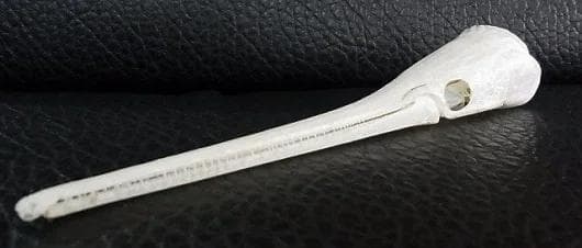 ロングノーズガー　Longnose gar　頭骨 A