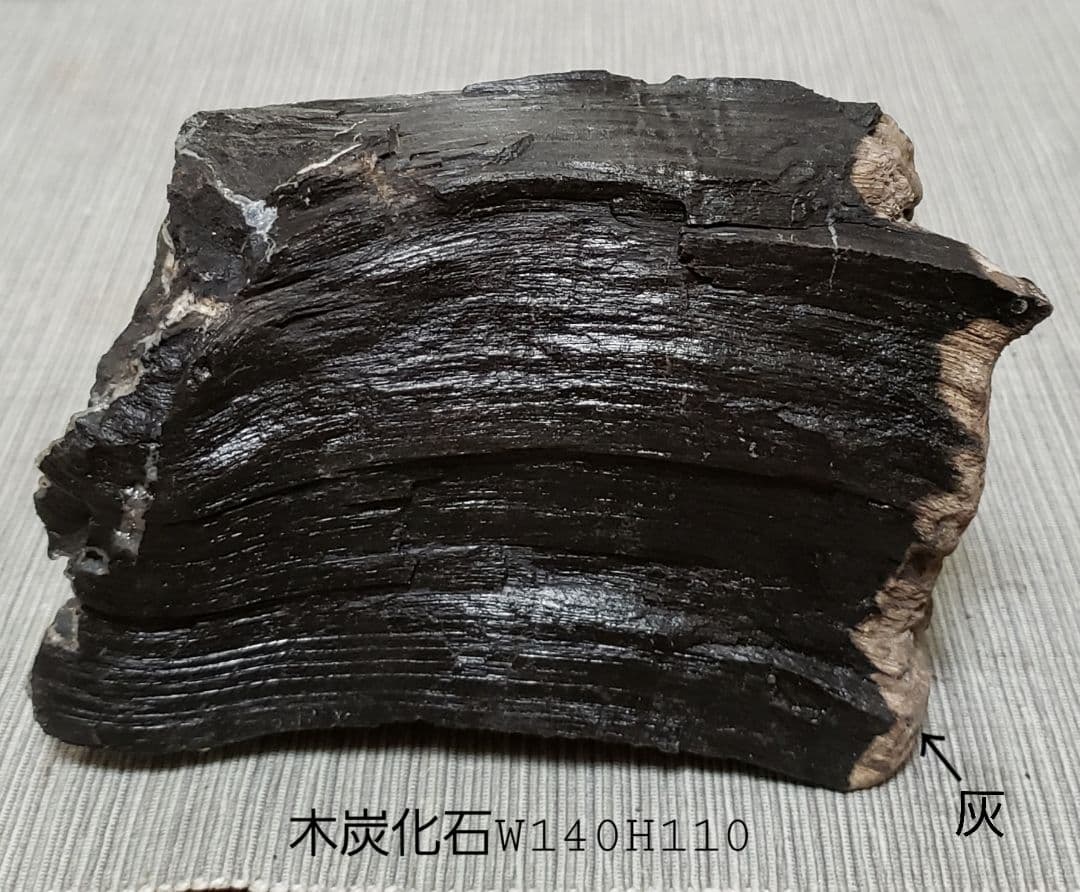 木炭化石（木化石）‼️とても珍しい‼️