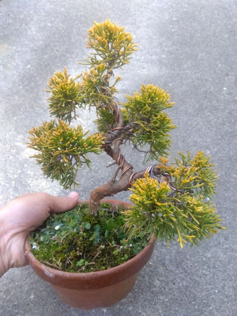 黄金真柏　盆栽　５号陶器鉢つき　螺旋状曲がり❗　か