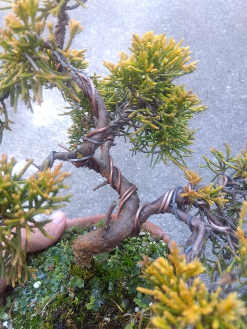 黄金真柏　盆栽　５号陶器鉢つき　螺旋状曲がり❗　か