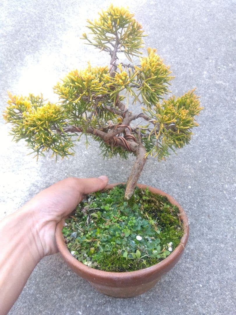 黄金真柏　盆栽　５号陶器鉢つき　螺旋状曲がり❗　か