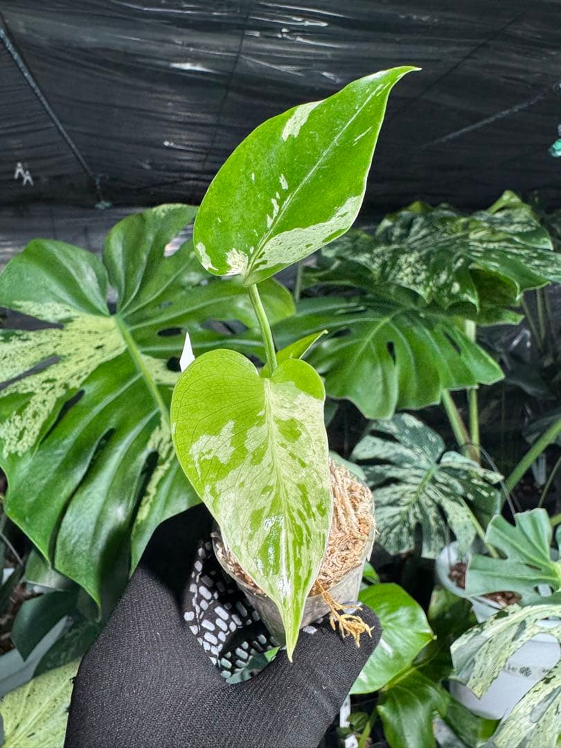 Q2モンステラ　デリシオーサ　ベトシオーサ　2寸ポリポット　ネコポス発送