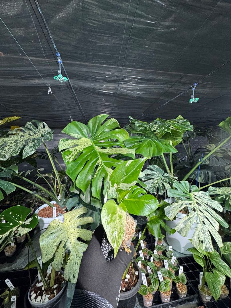 Q2モンステラ　デリシオーサ　ベトシオーサ　2寸ポリポット　ネコポス発送