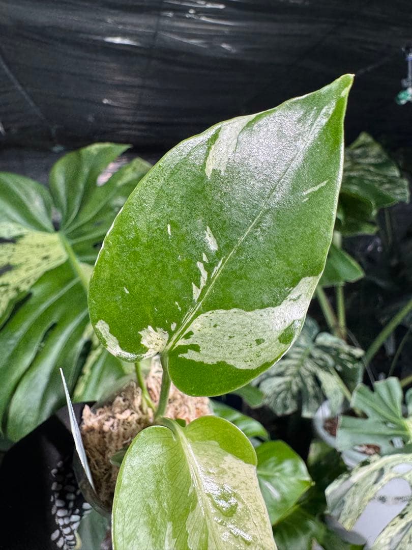 Q2モンステラ　デリシオーサ　ベトシオーサ　2寸ポリポット　ネコポス発送