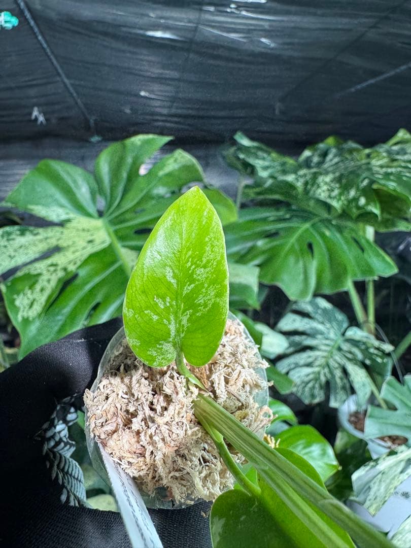 Q2モンステラ　デリシオーサ　ベトシオーサ　2寸ポリポット　ネコポス発送