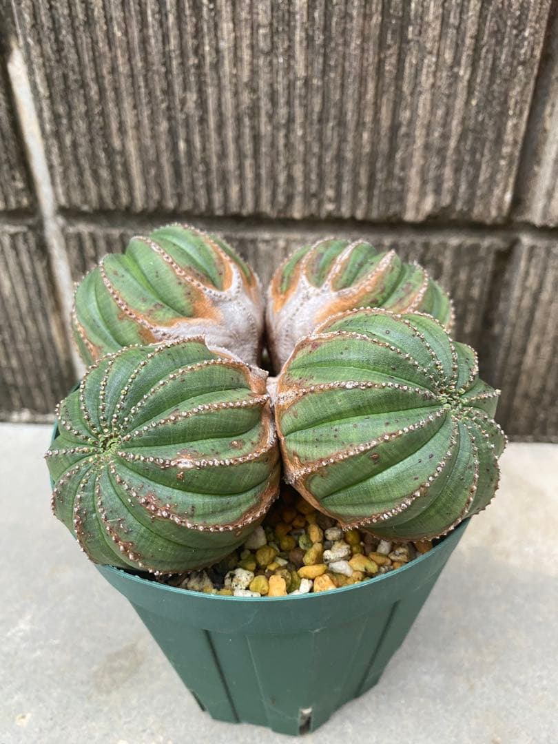 オベサ　厳選　コレクション株　4頭　白質　木質化