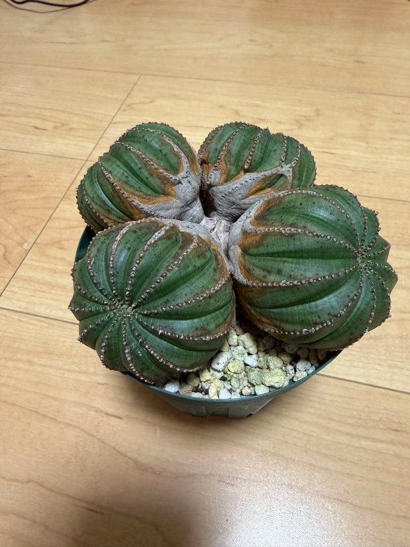 オベサ　厳選　コレクション株　4頭　白質　木質化