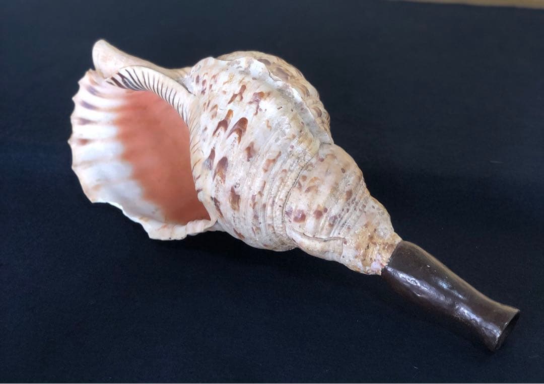 《R》法螺貝 ホラ貝 山伏 法具 和楽器 全長約39㎝　260105か4