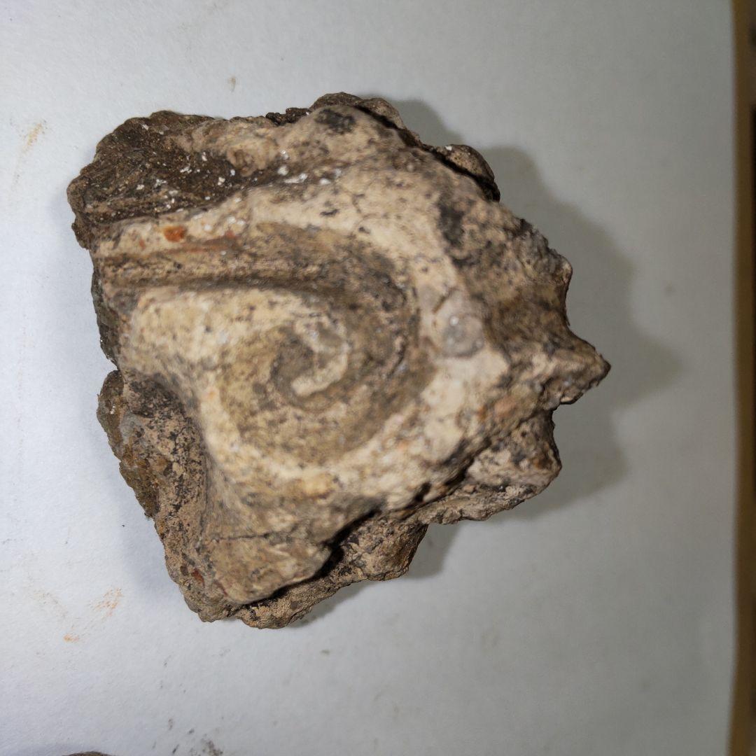 ★本物の縄文土器★(新潟県出土)⑧、4点(激レア２点含む)