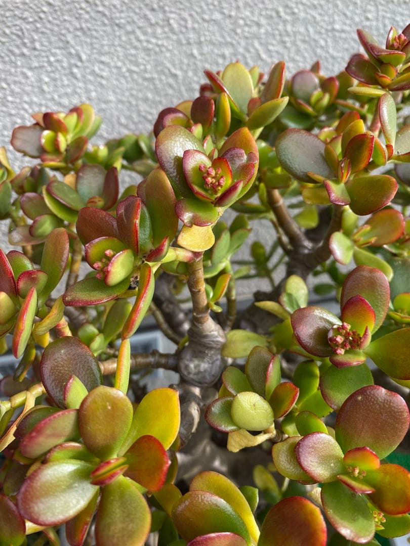 ①金のなる木（花芽付き）極太