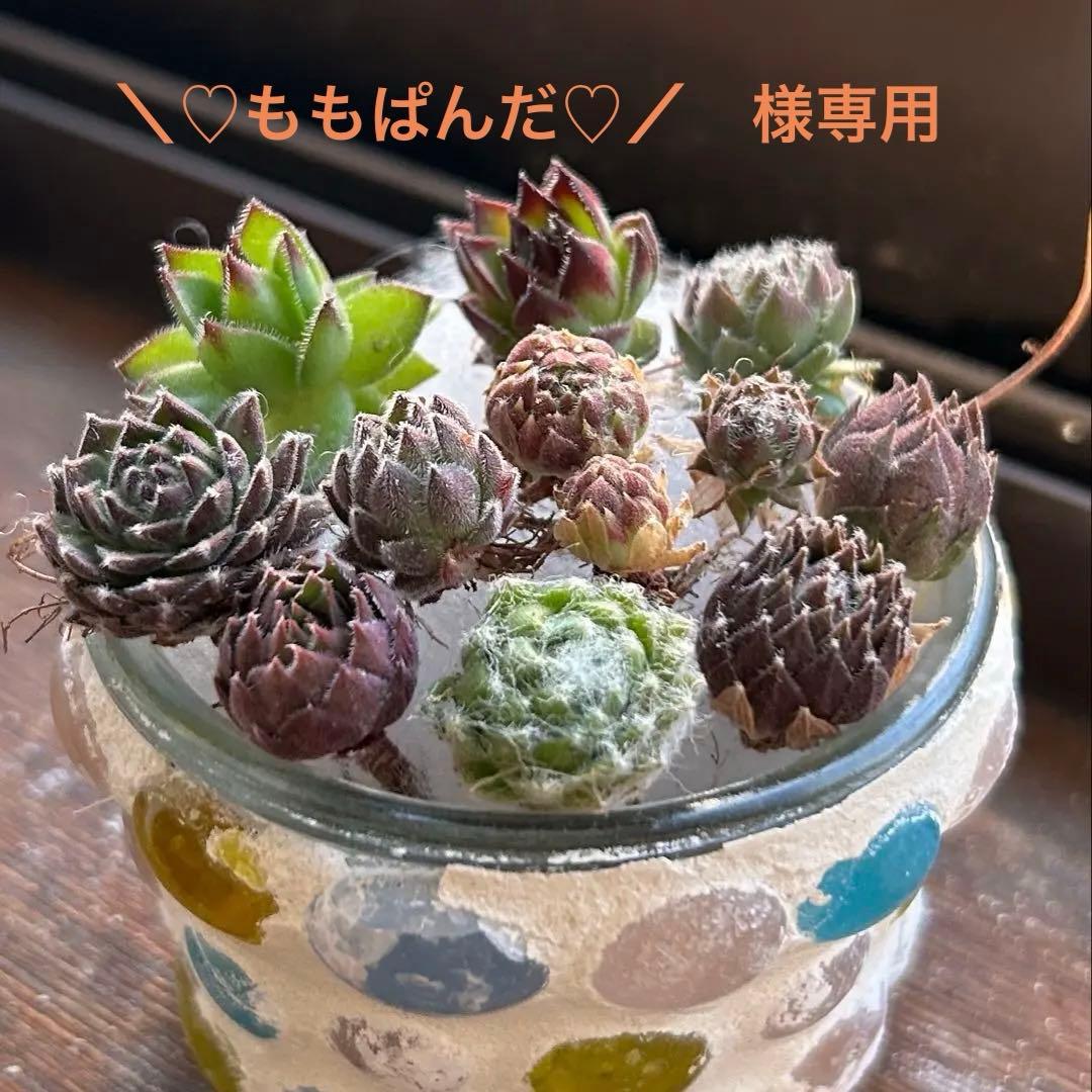 ★センペルビウム 10品種お名前付き★カット苗 セット 寄せ植え 多肉