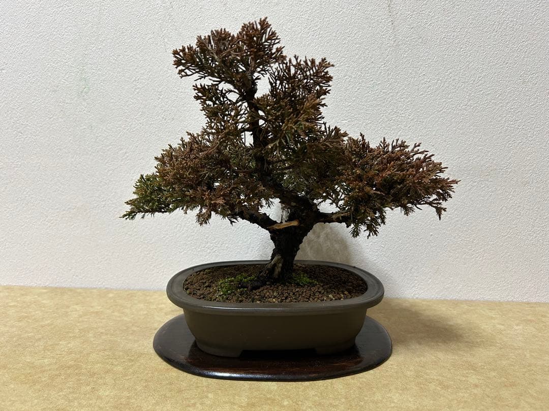 糸魚川真柏　盆栽　小品盆栽