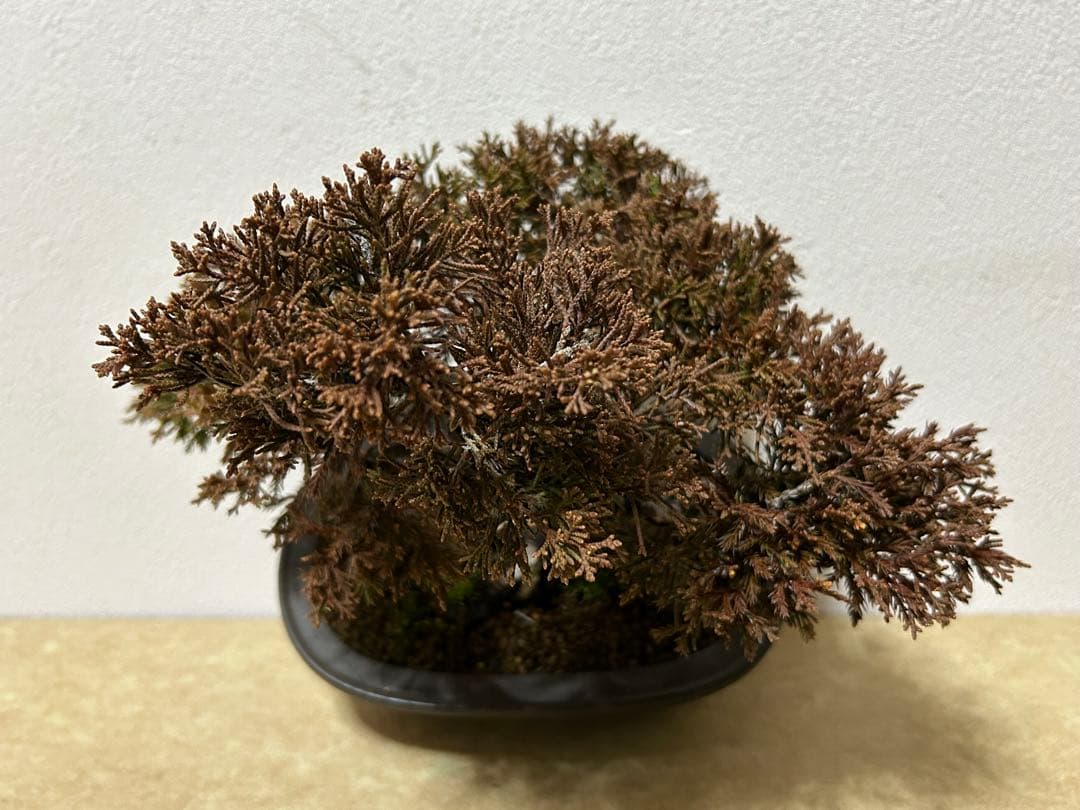 糸魚川真柏　盆栽　小品盆栽