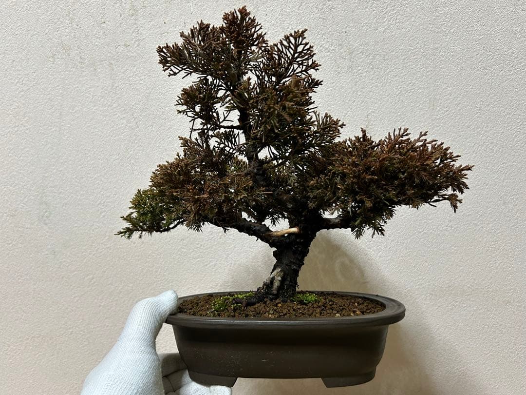 糸魚川真柏　盆栽　小品盆栽