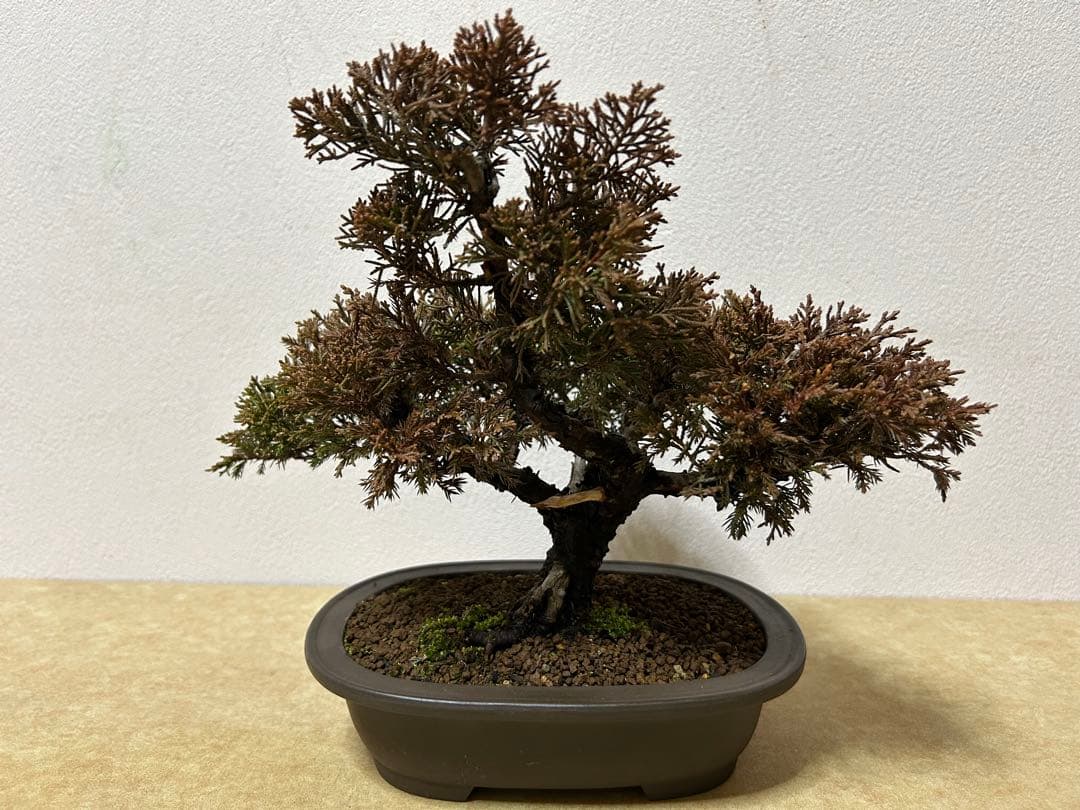 糸魚川真柏　盆栽　小品盆栽