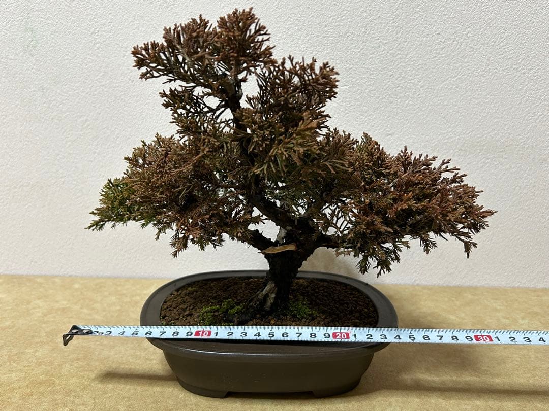 糸魚川真柏　盆栽　小品盆栽